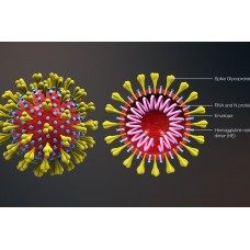 Coronavirus
